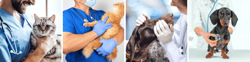 Animal care jobs greater manchester