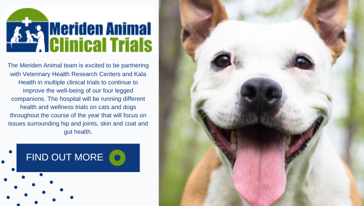 Compassionate & Affordable Pets Health Care | Meriden Animal Hospital