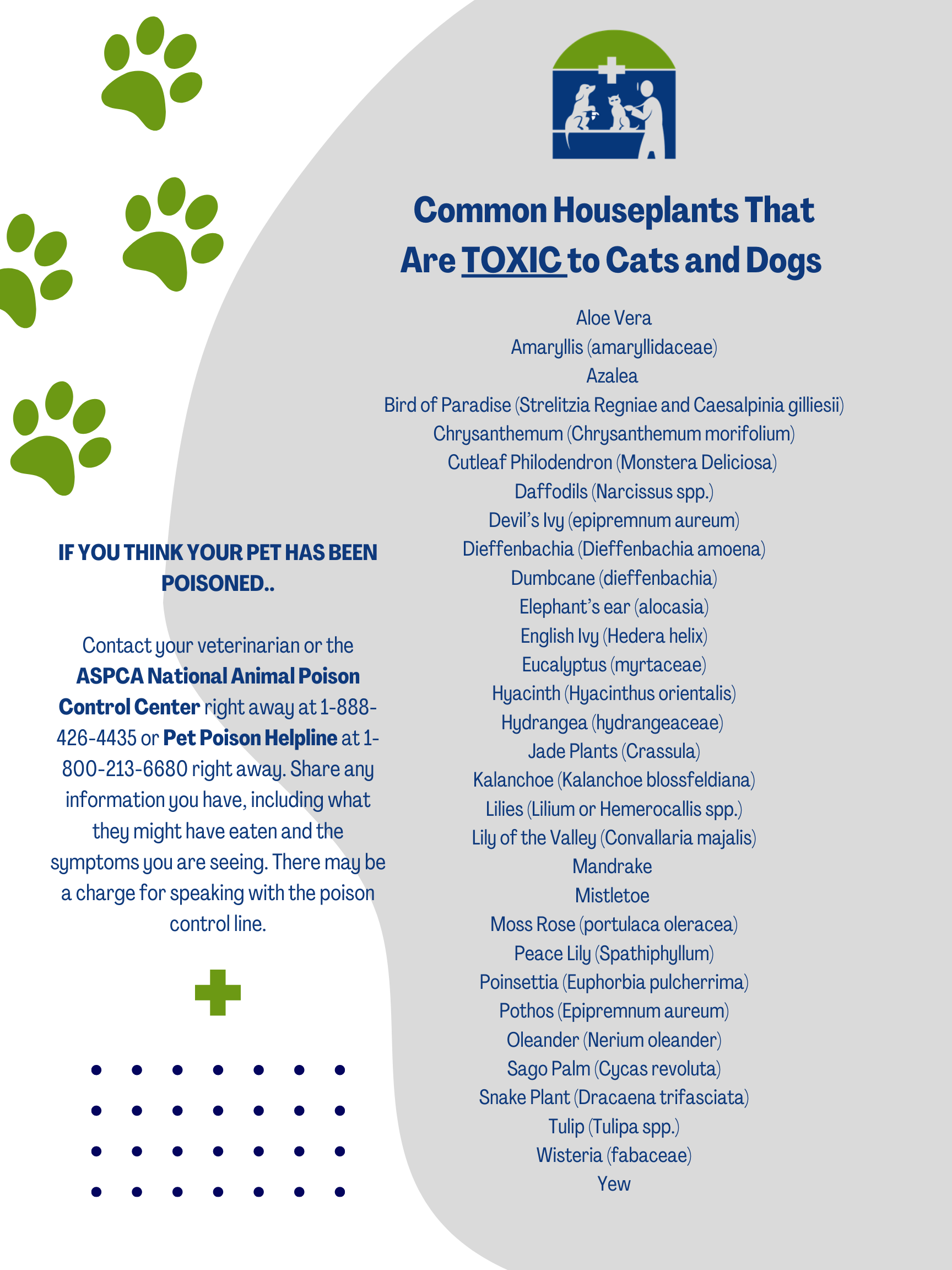 Kitten Kit Meriden Animal Hospital